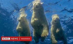 Beruang Menyerang Orang Berburu Di Laut Di Sebut